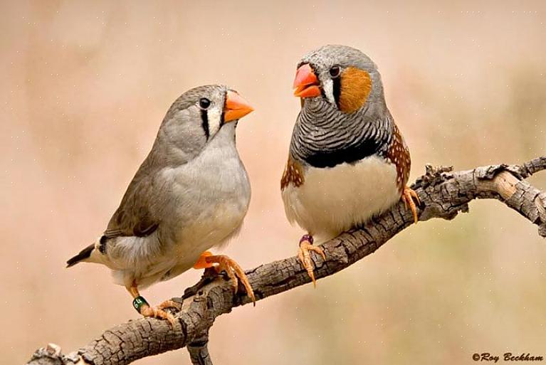 Zebra finch αναγνώριση