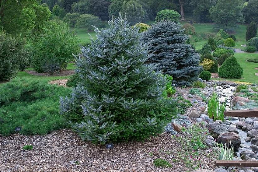 Αυτό το δέντρο είναι μέλος του γένους Abies (έλατο)