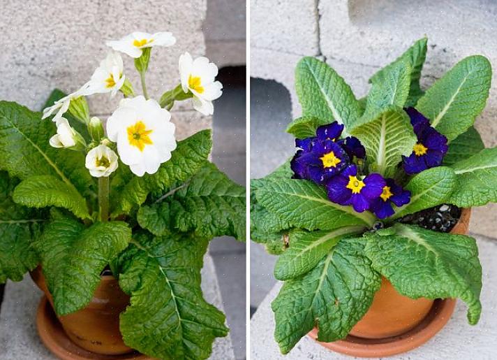 Το primrose είναι στην πραγματικότητα ένα εξαιρετικό φυτό εσωτερικού χώρου σε γλάστρες για χειμερινές