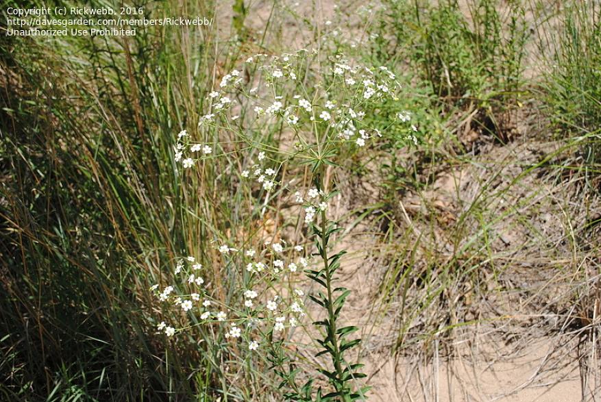 Τα φυτά του Baby's-Breath Euphorbia (Euphorbia hypericifolia) μοιάζουν με αφρώδη σμήνη από ευάερα λουλούδια