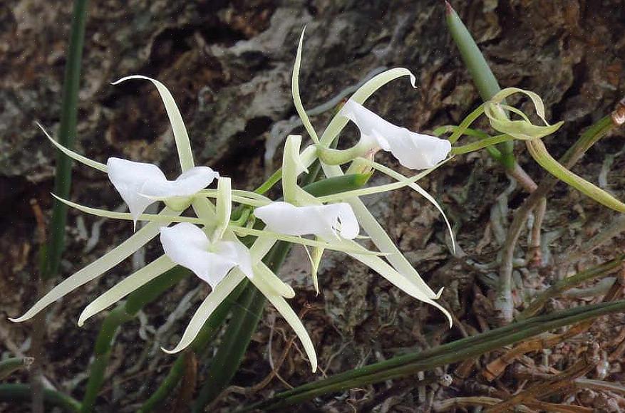 Οι ορχιδέες Brassavola επικονιάζονται με σκώρο