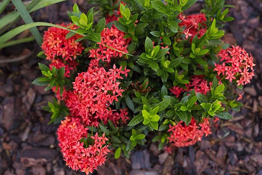 Αλλά το Ixora coccinea είναι το μόνο που καλλιεργείται συνήθως