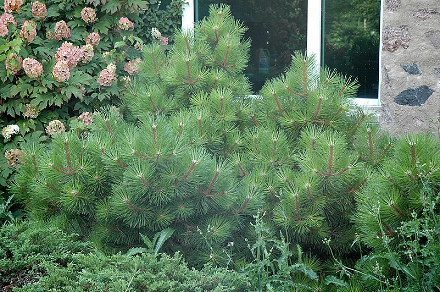 Το αυστριακό πεύκο (Pinus nigra) θα μπορούσε να είναι το τέλειο κωνοφόρο για το τοπίο της πόλης σας