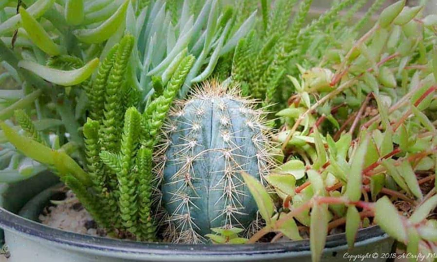 Υπάρχουν πολλοί ενδιαφέροντες κάκτοι Pilosocereus πέρα από τον P