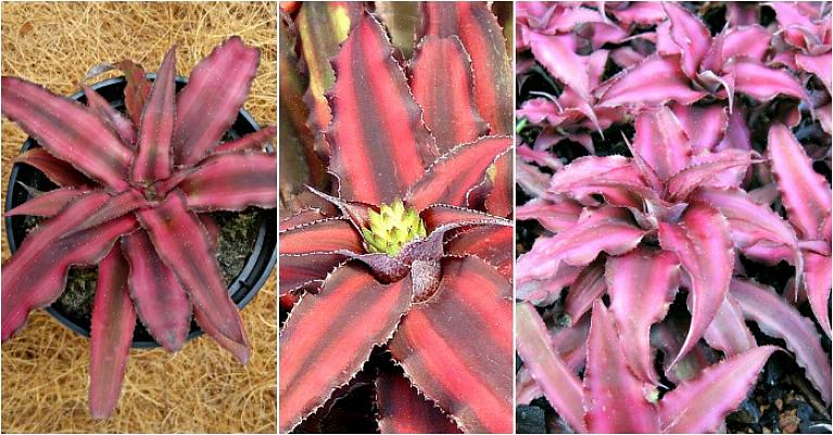 Τα Cryptanthus bromeliads