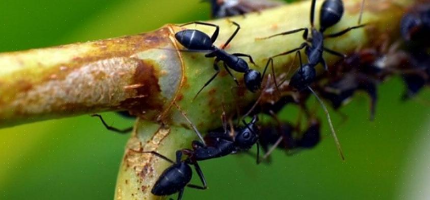 Αυτό είναι σημαντικό επειδή τα δολώματα είναι γενικά η καλύτερη επιλογή για έλεγχο