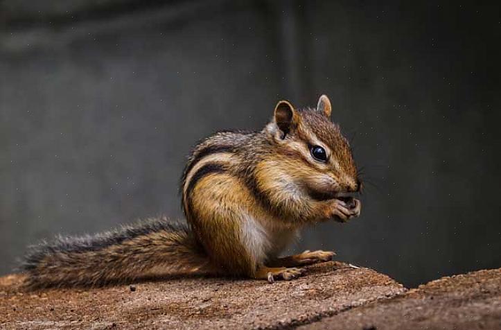 Υπάρχουν πολλοί τρόποι για τον έλεγχο των chipmunks