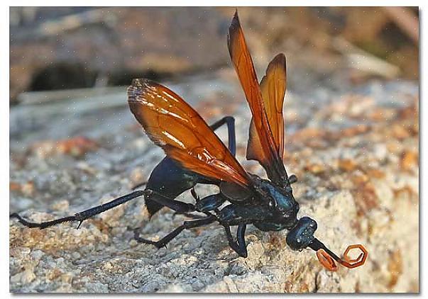 Η Tarantula Hawk Wasp είναι μια κοινή έρημος σφήκα των νοτιοδυτικών