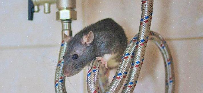 Ο αρουραίος στέγης (rattus rattus)