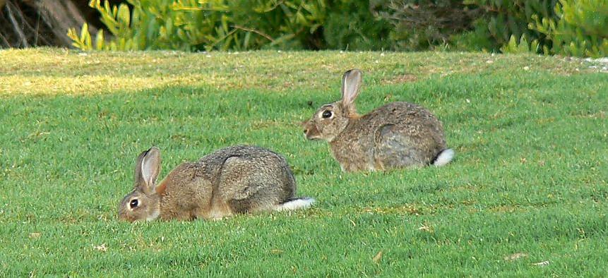 Το jackrabbit συμβουλεύει τις ζυγαριές με ένα μεγάλο βάρος από τρία έως επτά κιλά