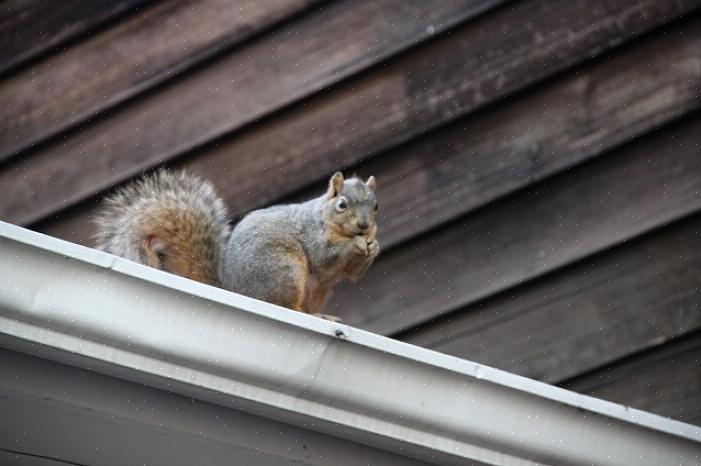 Προσαρμοσμένα με άδεια από το "How to Evict Squirrels" του Bill Earl