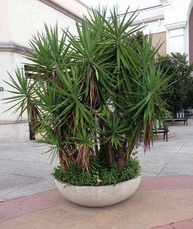 Η Yucca πρέπει περιστασιακά να κλαδεύεται όταν μεγαλώνει πολύ ψηλά για το χώρο