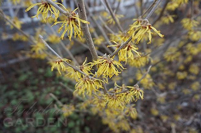 Τα φυτά Arnold Promise witch hazel είναι φυλλοβόλοι θάμνοι ανθοφορίας που είναι πολύτιμοι για τις φωτεινές