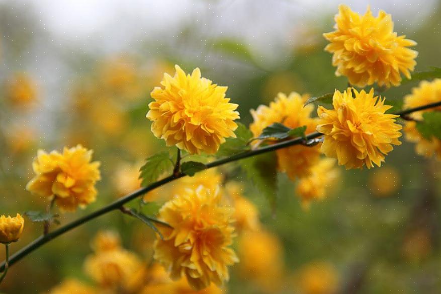 Το ιαπωνικό τριαντάφυλλο (Kerria japonica) είναι ένας φυλλοβόλος θάμνος που φέρει κίτρινα άνθη την άνοιξη