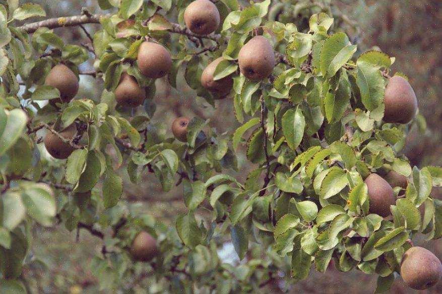 Αυτό είναι γνωστό ως ευρωπαϊκό αχλάδι