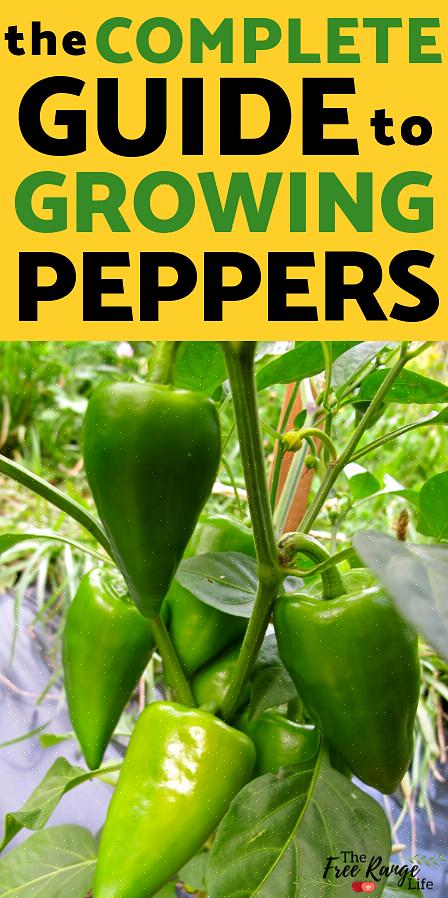 Οι πιπεριές στο είδος Capsicum annuum μπορεί να είναι είτε ζεστές είτε αυτό που ονομάζουμε «γλυκό»