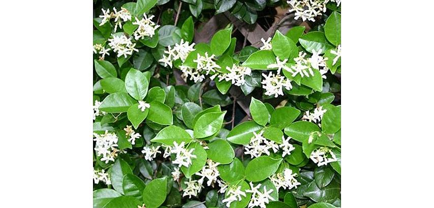 Το Star Jasmine θα ευδοκιμήσει στον ήλιο έως τη μερική απόχρωση