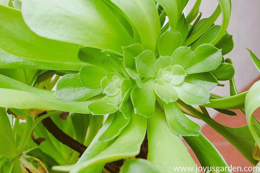 Τα φυτά Aeonium αναπτύσσονται καλύτερα στον ήλιο έως τη μερική σκιά