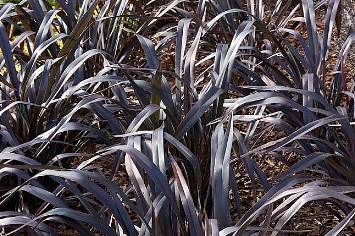 Το Phormium πήρε το όνομα New Zealand Flax επειδή οι Μαορί της Νέας Ζηλανδίας το χρησιμοποιούσαν πραγματικά