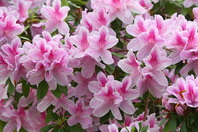 Όλες οι αζαλέες ανήκουν στο γένος Rhododendron