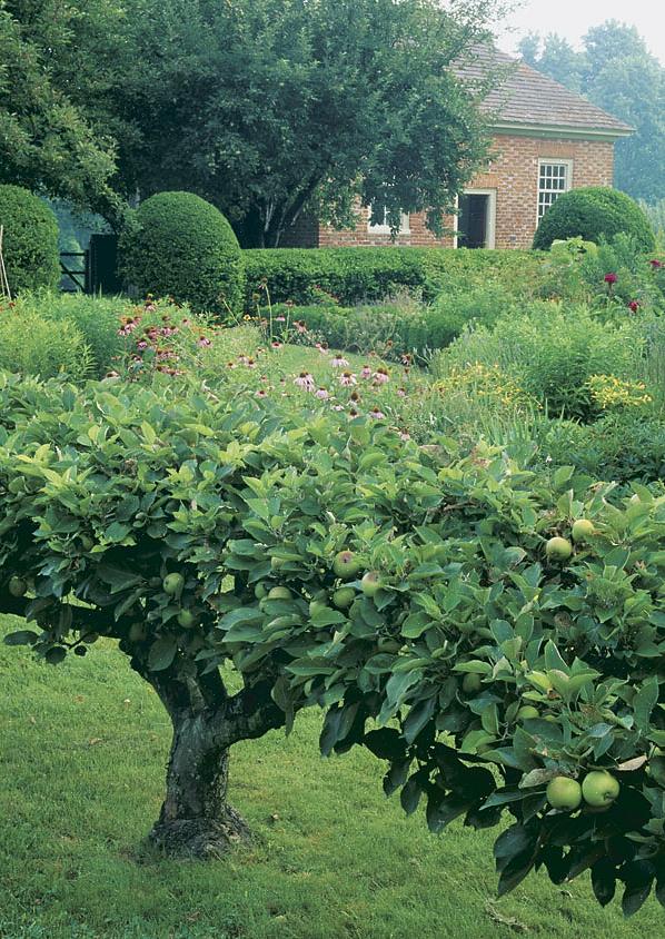 Το Espalier είναι μια αρχαία μορφή τέχνης που πηγαίνει τουλάχιστον στους Ρωμαίους