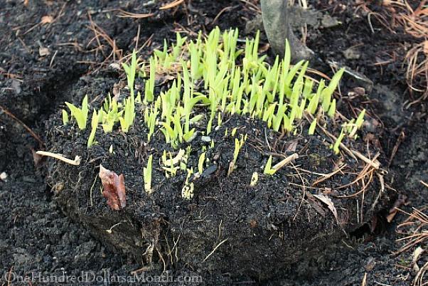 Οι Daylilies έχουν το πρόσθετο χαρακτηριστικό της αυξανόμενης συνεχώς αυξανόμενης συστάδας κάθε χρόνο