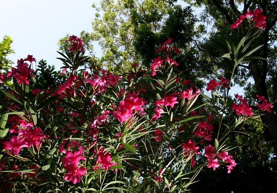 Το Oleander (Nerium oleander) είναι ένας αρωματικός ανθισμένος αειθαλής θάμνος ή ένα μικρό δέντρο