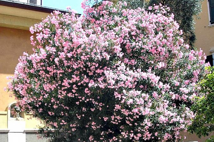 Γάντια όταν εργάζεστε κοντά στο Oleander