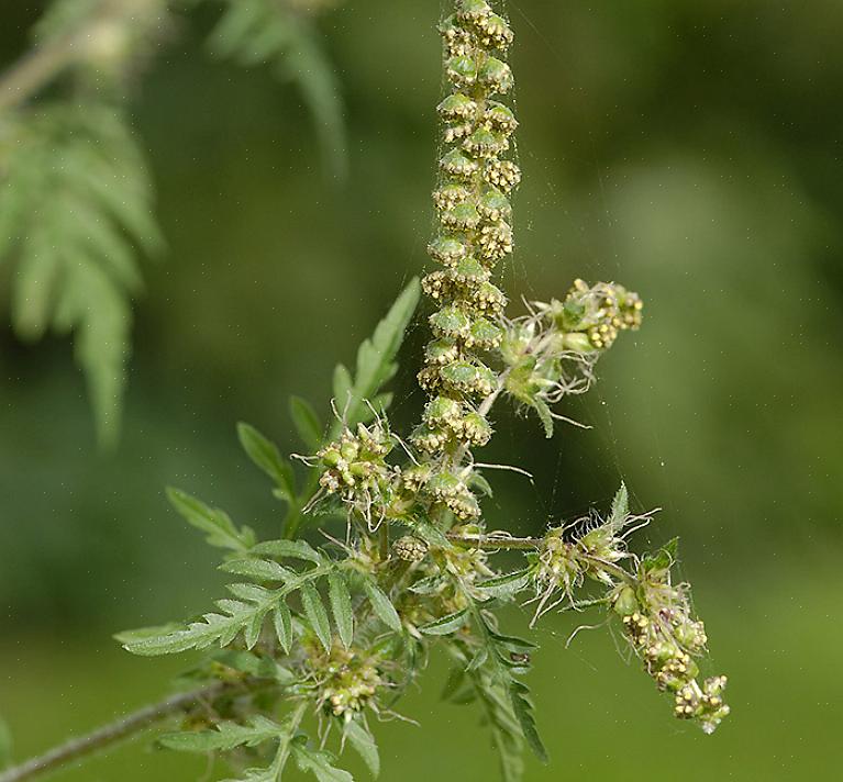 Το Ragweed είναι ένα φυτό για το οποίο μιλούν πολλοί άνθρωποι