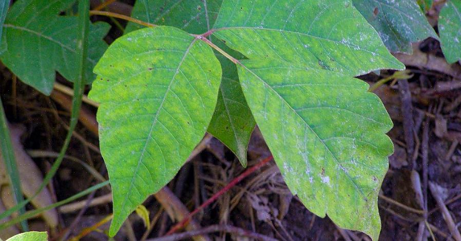 Τα φυτά Poison Ivy καλλιεργούν επίσης μούρα