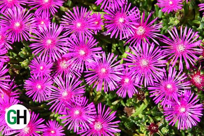 Το Delosperma cooperi είναι ένα πολυετές ζεστό καιρό με έντονα κόκκινα-μοβ άνθη