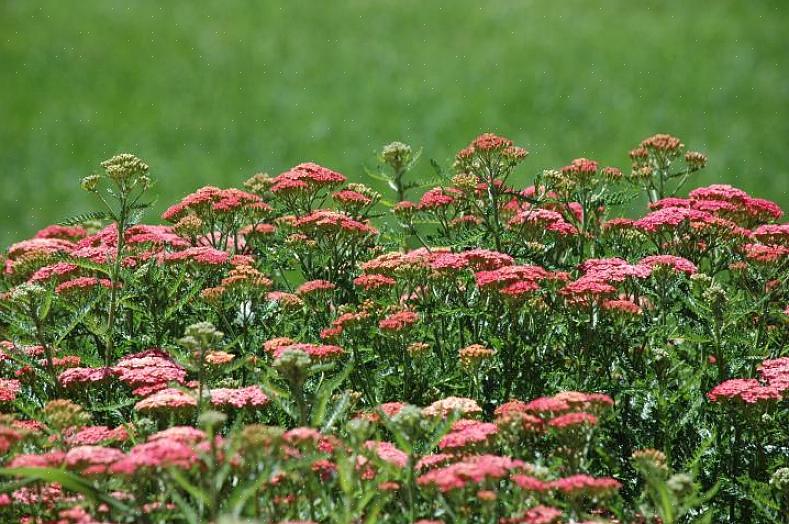 Τα φυτά Yarrow αναπτύσσονται καλύτερα στον ήλιο