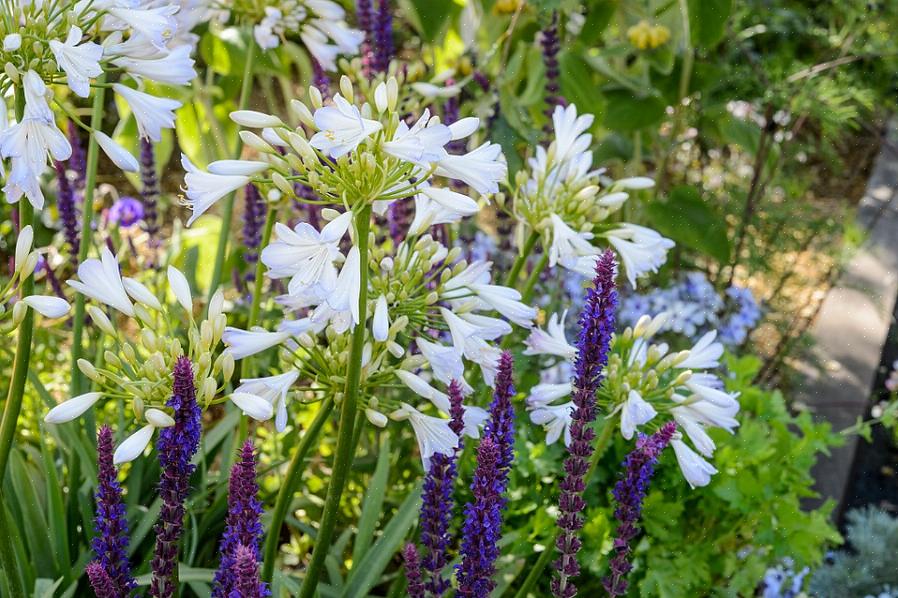 Δεν προσελκύονται στα φυτά Salvia May Night