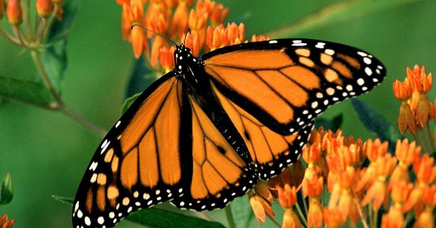 Το ζιζάνιο Butterfly είναι επίσης ένα πολύ ελκυστικό φυτό εξωραϊσμού από μόνο του