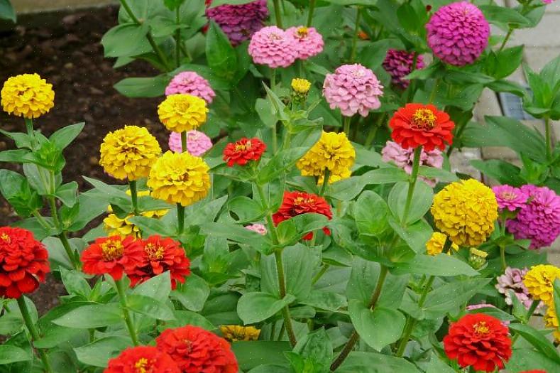 Οι περισσότερες ποικιλίες Zinnia elegans είναι ψηλά φυτά