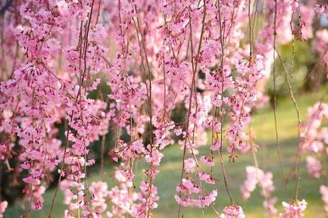 Το είδος Prunus serrulata (ιαπωνικό κεράσι) έχει μερικές γέρνοντας ποικιλίες