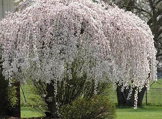 Τα κεράσι που κλαίνε (Prunus spp.) Πρέπει να περιλαμβάνονται σε οποιαδήποτε λίστα με τα καλύτερα δείγματα