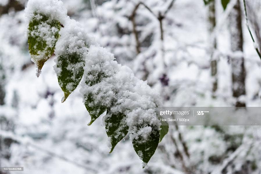 Το συμπαγές ευρωπαϊκό cranberrybush viburnum (Viburnum trilobum 'Compactum') παράγει μάζες κόκκινων μούρων