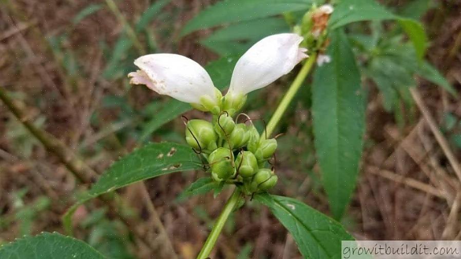 Δοκιμάστε να φυτέψετε χελώνα (Chelone obliqua)