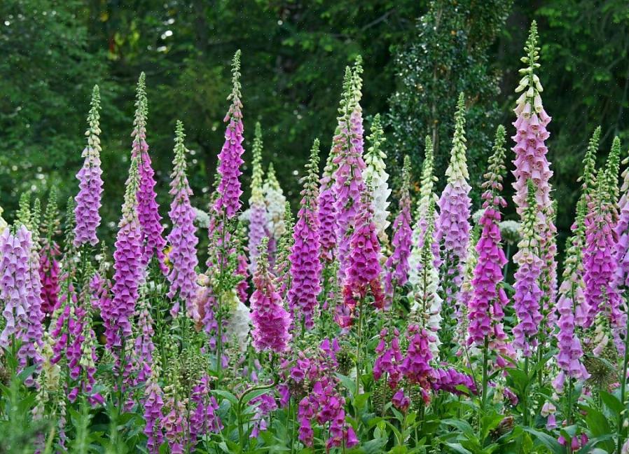 Αναπτύξτε φυτά foxglove σε πλήρη ηλιοφάνεια