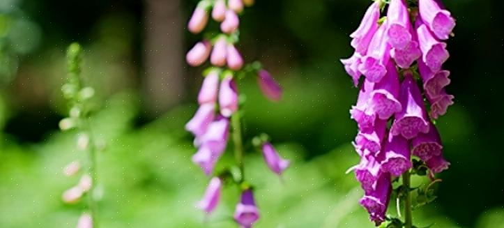 Πώς να μεγαλώσετε το foxglove