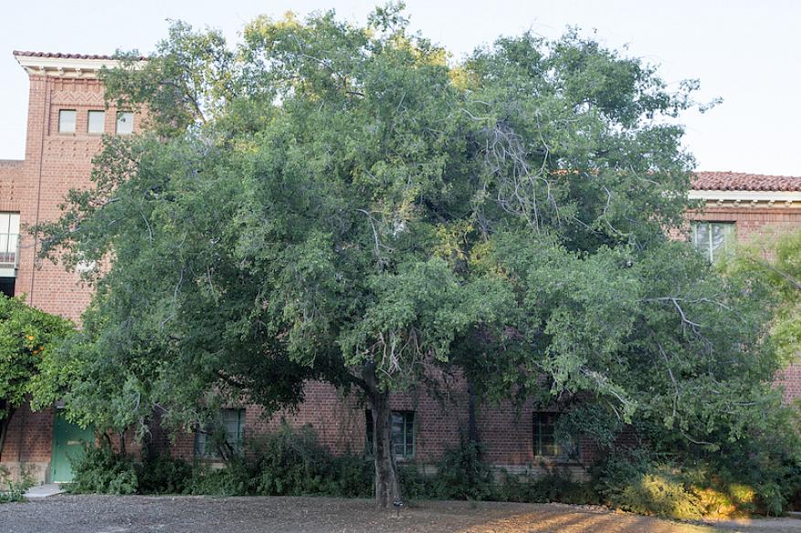 Το netleaf hackberry αναπτύσσεται αργά