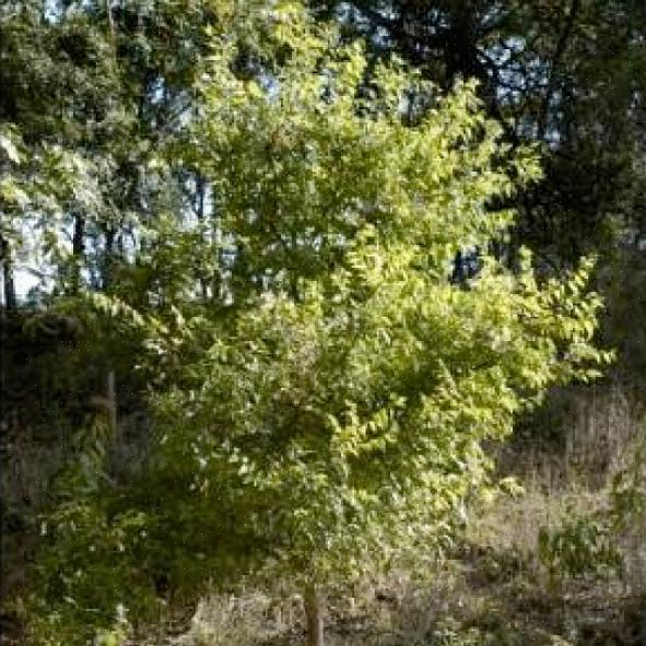 Το Netleaf hackberry δημιουργεί ένα καλό δέντρο με σκιά που έχει το πρόσθετο πλεονέκτημα της παροχής τροφής