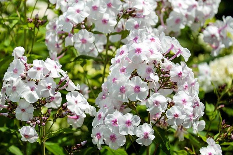 Του Phlox paniculata ή του «κήπου phlox»