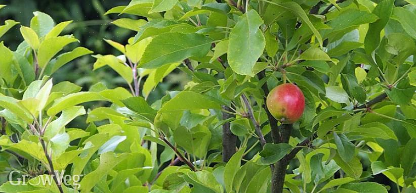 Δεν θα φέρουν πολλά φρούτα εάν βρίσκονται στη σκιά