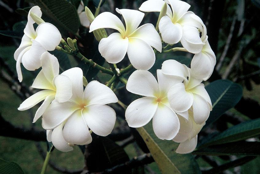 Το λευκό frangipani (Plumeria alba) είναι ένα φυλλοβόλο δέντρο plumeria που προέρχεται από τροπικές περιοχές