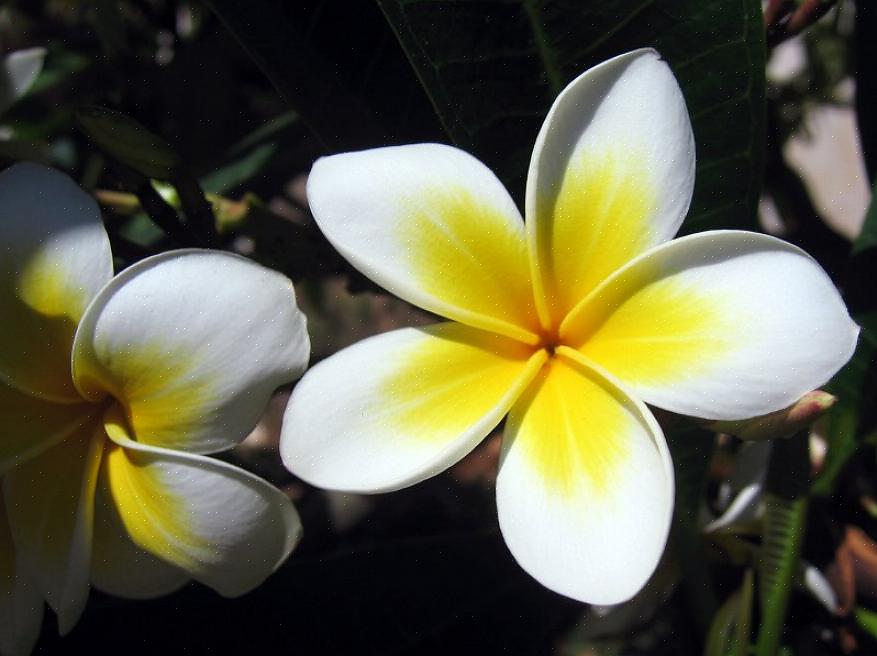 Τα φύλλα του Plumeria alba αποδίδουν γαλακτώδες λευκό χυμό όταν είναι ανοιχτό