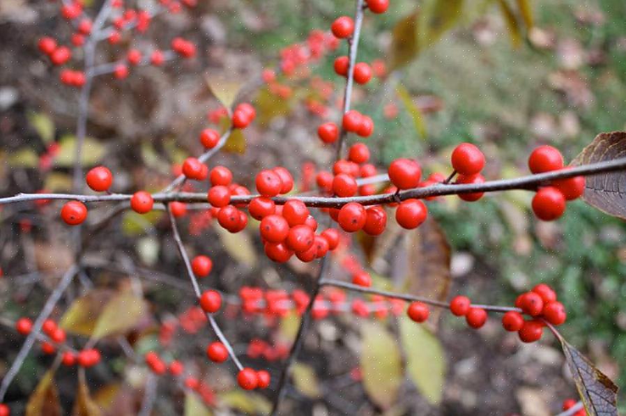 Το Winterberry (Ilex verticillata) είναι εγγενές στον ανατολικό Καναδά