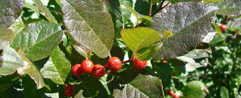 Το Winterberry είναι ένα διοϊκό φυτό