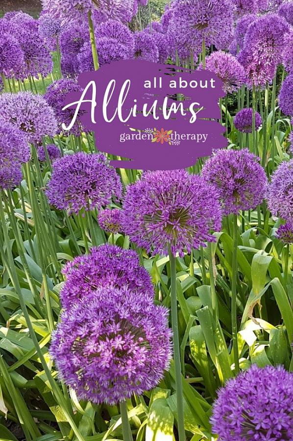 Το Nodding κρεμμύδι (Allium cernuum) παράγει κεφάλια λουλουδιών με σφουγγαρίστρες σε όμορφες αποχρώσεις